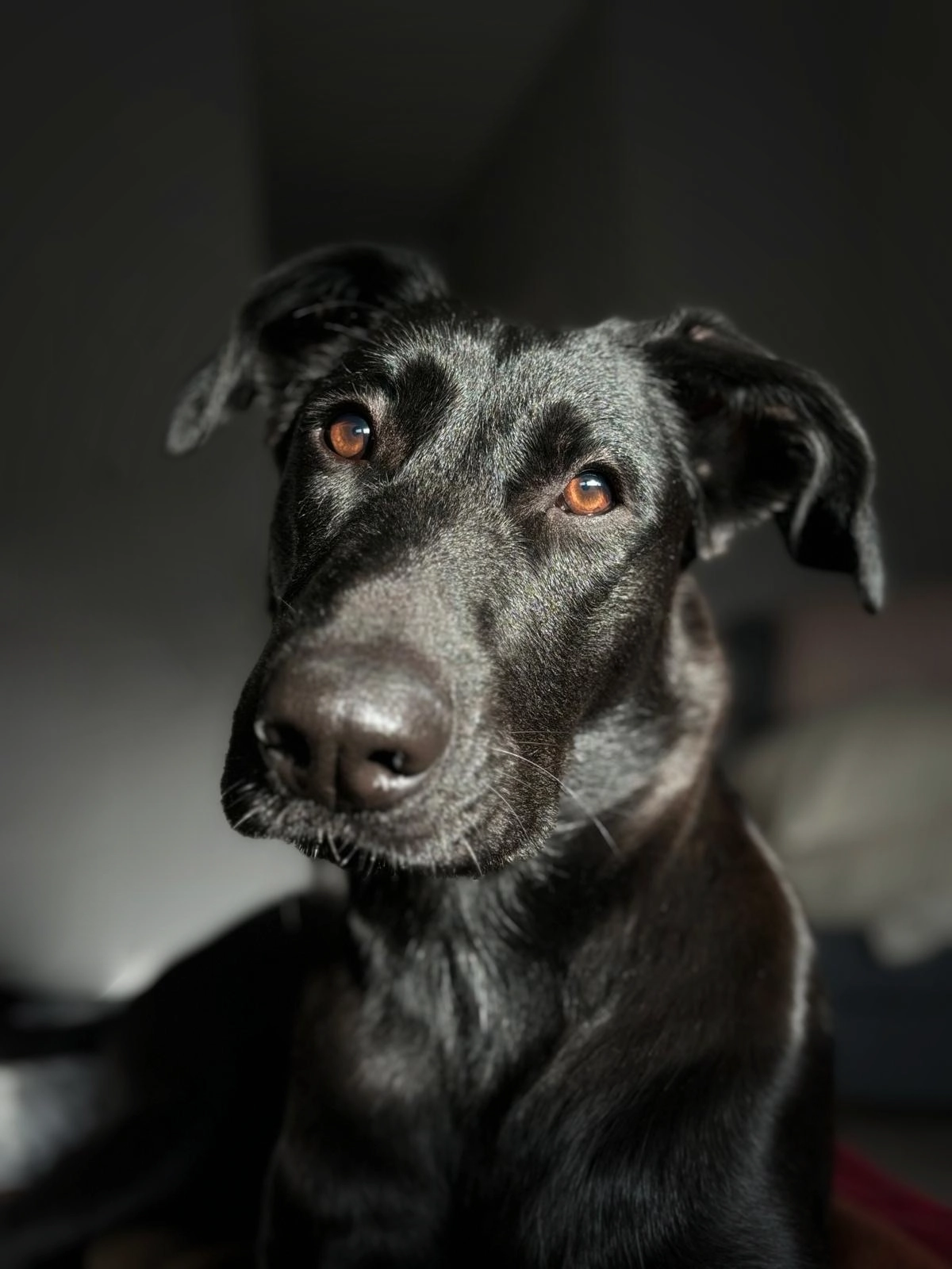 Foto de Vega